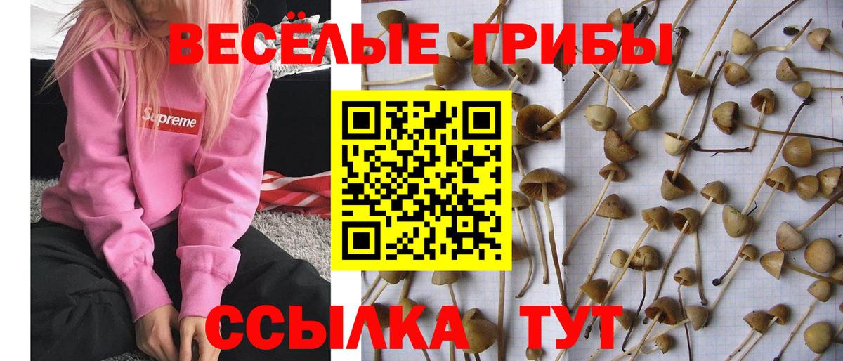 купить закладку  Вход с VPN  Кызыл  Псилоцибиновые грибы Psilocybe 